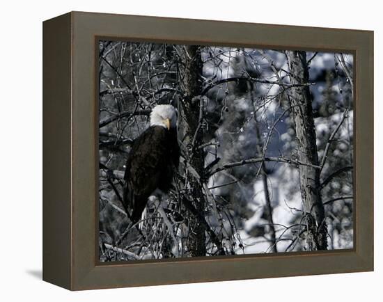 Norton Yellowstone-Laura Rauch-Framed Premier Image Canvas