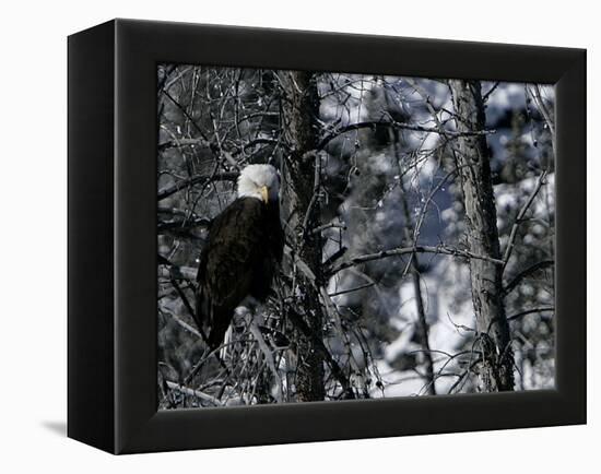 Norton Yellowstone-Laura Rauch-Framed Premier Image Canvas