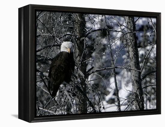 Norton Yellowstone-Laura Rauch-Framed Premier Image Canvas