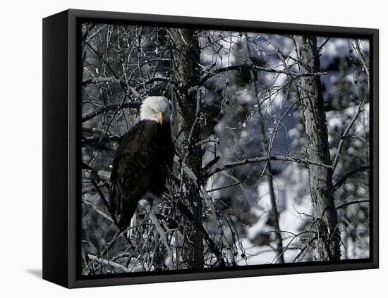 Norton Yellowstone-Laura Rauch-Framed Premier Image Canvas