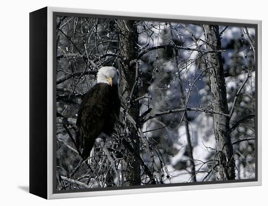 Norton Yellowstone-Laura Rauch-Framed Premier Image Canvas