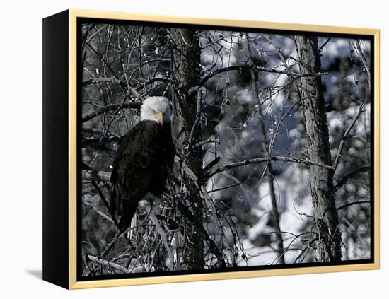 Norton Yellowstone-Laura Rauch-Framed Premier Image Canvas