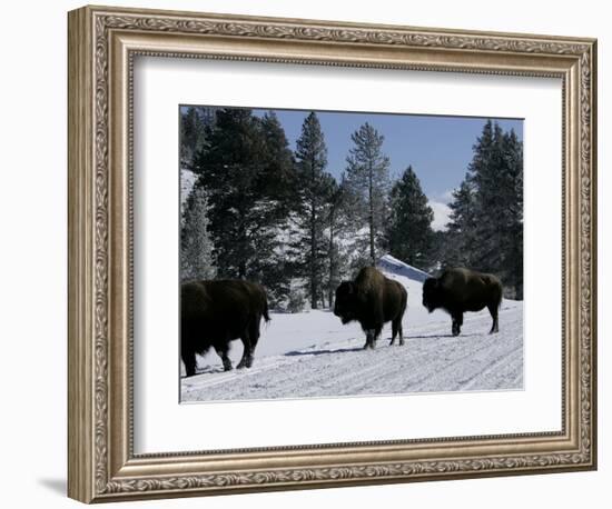 Norton Yellowstone-Laura Rauch-Framed Photographic Print