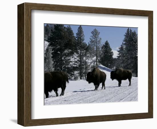 Norton Yellowstone-Laura Rauch-Framed Photographic Print