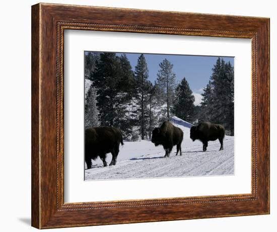 Norton Yellowstone-Laura Rauch-Framed Photographic Print