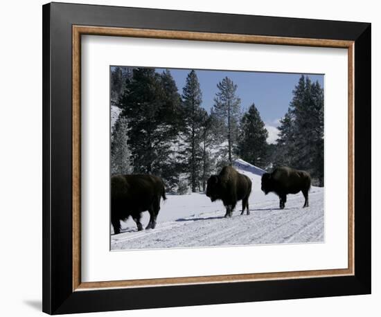 Norton Yellowstone-Laura Rauch-Framed Photographic Print