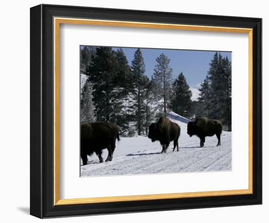 Norton Yellowstone-Laura Rauch-Framed Photographic Print