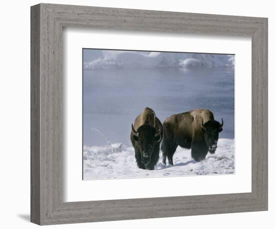 Norton Yellowstone-Laura Rauch-Framed Photographic Print