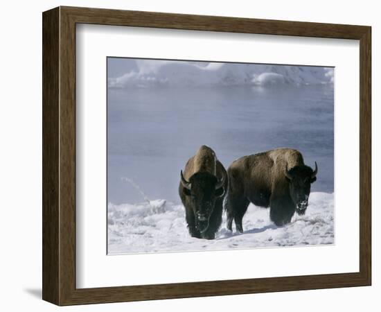 Norton Yellowstone-Laura Rauch-Framed Photographic Print