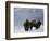 Norton Yellowstone-Laura Rauch-Framed Photographic Print