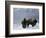 Norton Yellowstone-Laura Rauch-Framed Photographic Print