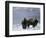 Norton Yellowstone-Laura Rauch-Framed Photographic Print