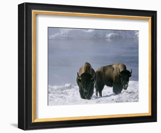 Norton Yellowstone-Laura Rauch-Framed Photographic Print