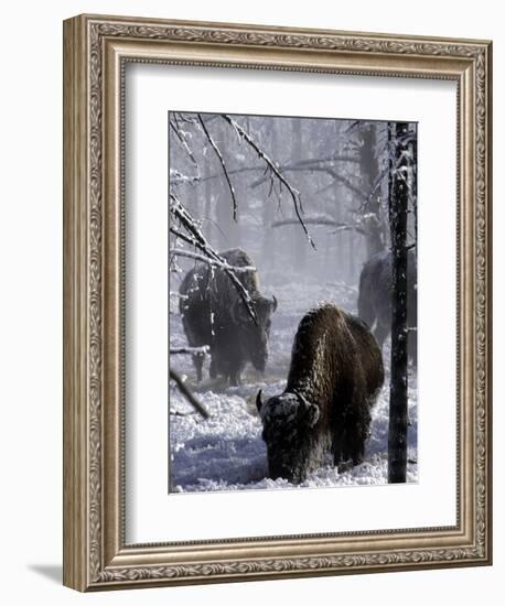 Norton Yellowstone-Laura Rauch-Framed Photographic Print