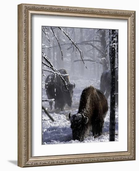 Norton Yellowstone-Laura Rauch-Framed Photographic Print