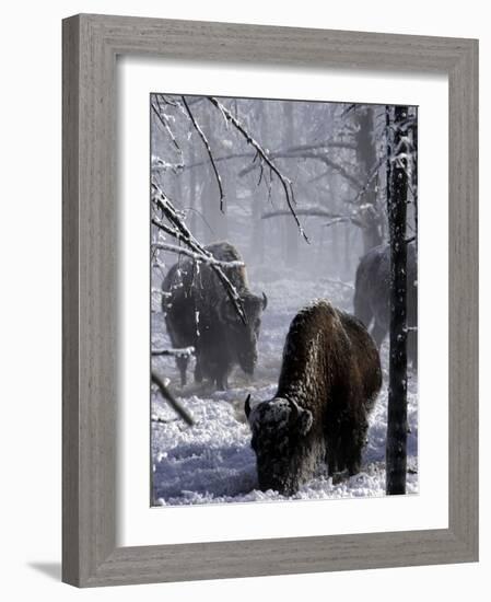 Norton Yellowstone-Laura Rauch-Framed Photographic Print