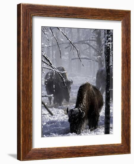 Norton Yellowstone-Laura Rauch-Framed Photographic Print