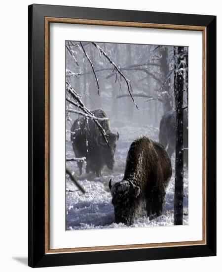 Norton Yellowstone-Laura Rauch-Framed Photographic Print