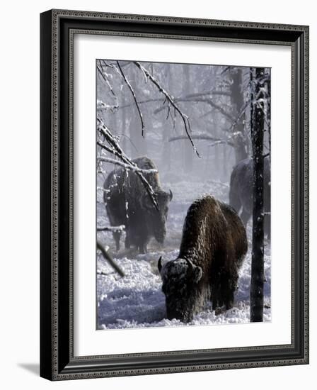 Norton Yellowstone-Laura Rauch-Framed Photographic Print