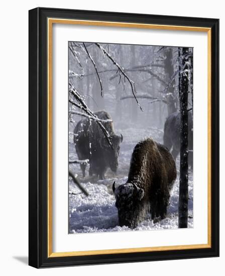 Norton Yellowstone-Laura Rauch-Framed Photographic Print