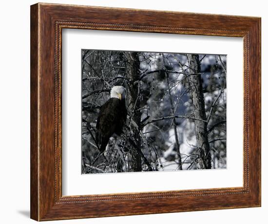 Norton Yellowstone-Laura Rauch-Framed Photographic Print