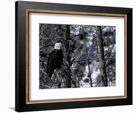 Norton Yellowstone-Laura Rauch-Framed Photographic Print