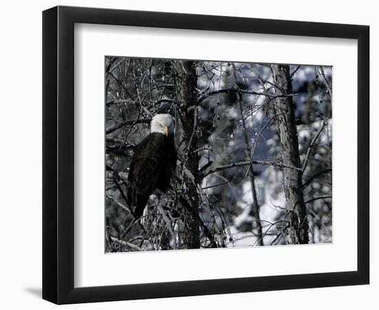 Norton Yellowstone-Laura Rauch-Framed Photographic Print