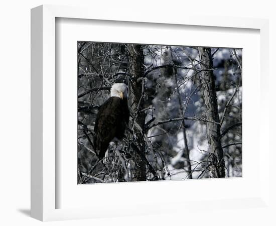 Norton Yellowstone-Laura Rauch-Framed Photographic Print