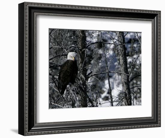 Norton Yellowstone-Laura Rauch-Framed Photographic Print