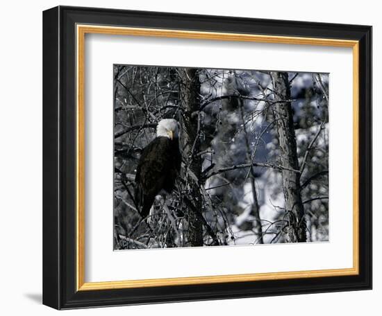 Norton Yellowstone-Laura Rauch-Framed Photographic Print