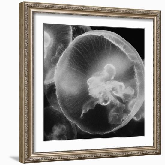 Norwalk Aquarium, Norwalk, Connecticut, USA Captive. Digitally altered. Jellyfish.-Karen Ann Sullivan-Framed Photographic Print