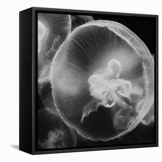 Norwalk Aquarium, Norwalk, Connecticut, USA Captive. Digitally altered. Jellyfish.-Karen Ann Sullivan-Framed Premier Image Canvas