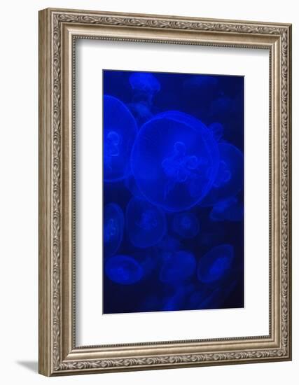 Norwalk, Connecticut, USA. Jellyfish in blue enclosure.-Karen Ann Sullivan-Framed Photographic Print