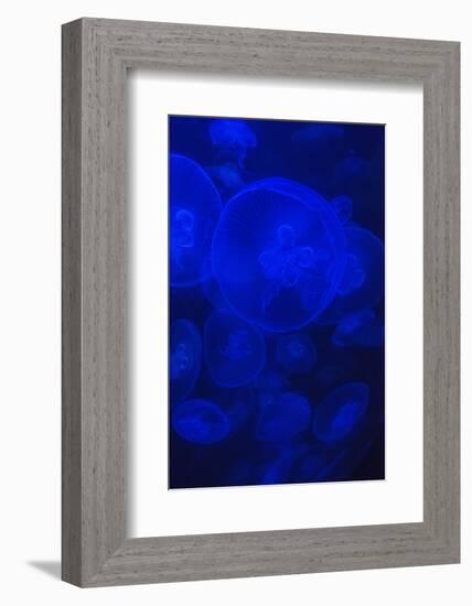 Norwalk, Connecticut, USA. Jellyfish in blue enclosure.-Karen Ann Sullivan-Framed Photographic Print