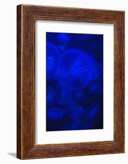 Norwalk, Connecticut, USA. Jellyfish in blue enclosure.-Karen Ann Sullivan-Framed Photographic Print