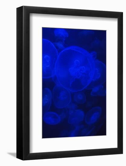 Norwalk, Connecticut, USA. Jellyfish in blue enclosure.-Karen Ann Sullivan-Framed Photographic Print