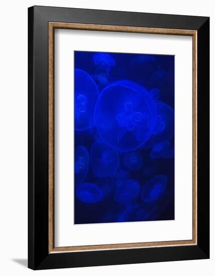 Norwalk, Connecticut, USA. Jellyfish in blue enclosure.-Karen Ann Sullivan-Framed Photographic Print