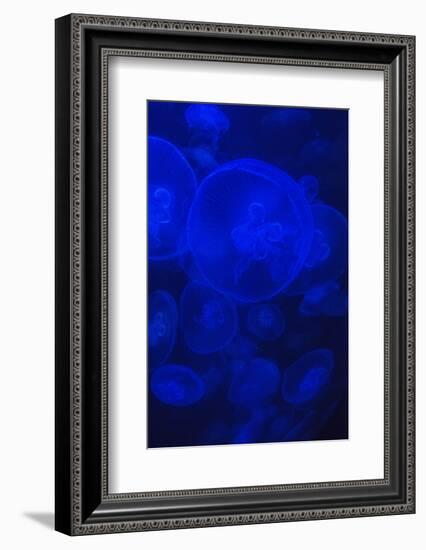 Norwalk, Connecticut, USA. Jellyfish in blue enclosure.-Karen Ann Sullivan-Framed Photographic Print