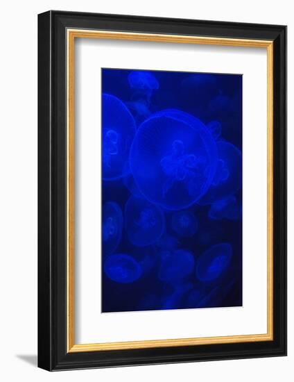 Norwalk, Connecticut, USA. Jellyfish in blue enclosure.-Karen Ann Sullivan-Framed Photographic Print