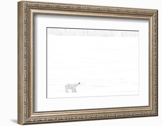 Norway, Arctic Ocean, Svalbard. Polar Bear on Ice Shelf-Bill Young-Framed Photographic Print