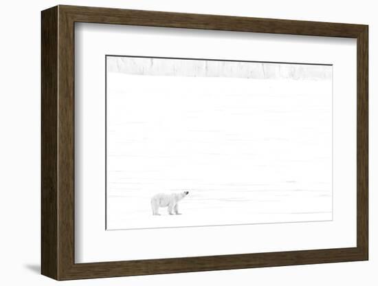 Norway, Arctic Ocean, Svalbard. Polar Bear on Ice Shelf-Bill Young-Framed Photographic Print