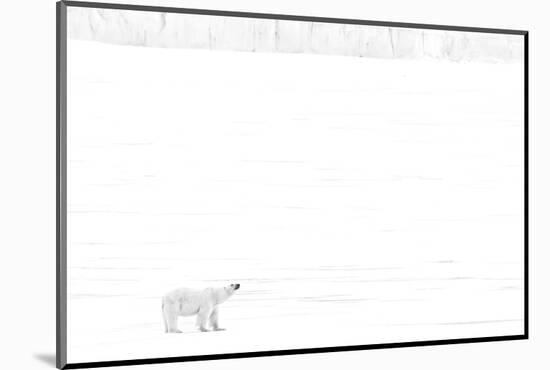 Norway, Arctic Ocean, Svalbard. Polar Bear on Ice Shelf-Bill Young-Mounted Photographic Print