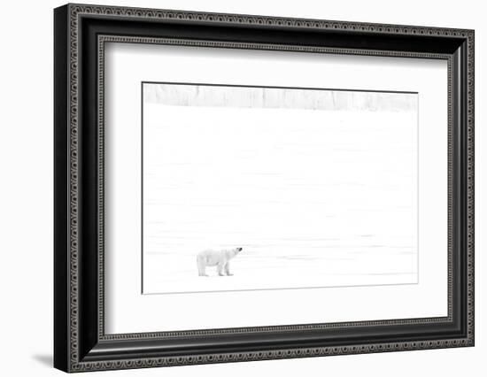 Norway, Arctic Ocean, Svalbard. Polar Bear on Ice Shelf-Bill Young-Framed Photographic Print