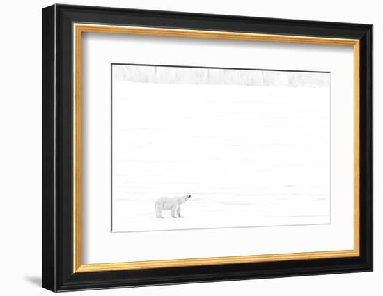 Norway, Arctic Ocean, Svalbard. Polar Bear on Ice Shelf-Bill Young-Framed Photographic Print