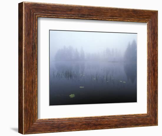 Norway, Aust-Agder, Mavatn Lake, Fog Mood at a Forest Lake-Andreas Keil-Framed Photographic Print