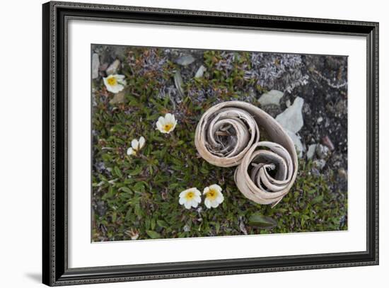 Norway, Barents Sea, Svalbard, Spitsbergen, Fakse Bay Rolled Birch Bark with Mountain Avens-Cindy Miller Hopkins-Framed Photographic Print