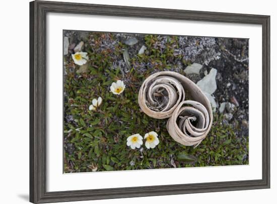 Norway, Barents Sea, Svalbard, Spitsbergen, Fakse Bay Rolled Birch Bark with Mountain Avens-Cindy Miller Hopkins-Framed Photographic Print