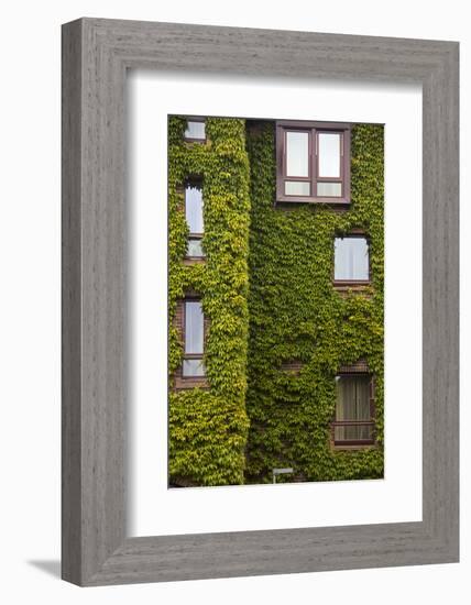 Norway, Bergen. Bryggen Building with Ivy-Kymri Wilt-Framed Photographic Print