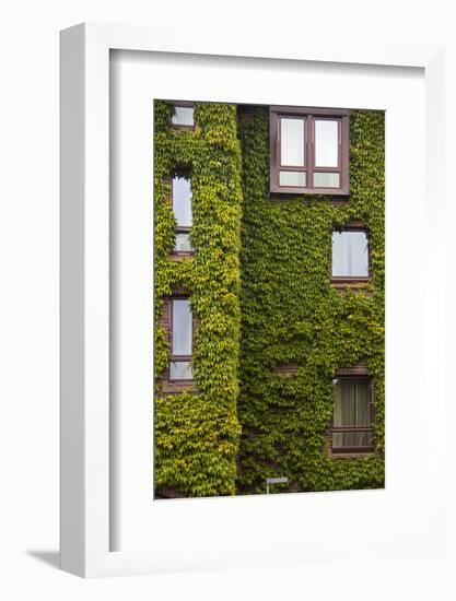 Norway, Bergen. Bryggen Building with Ivy-Kymri Wilt-Framed Photographic Print