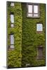 Norway, Bergen. Bryggen Building with Ivy-Kymri Wilt-Mounted Photographic Print